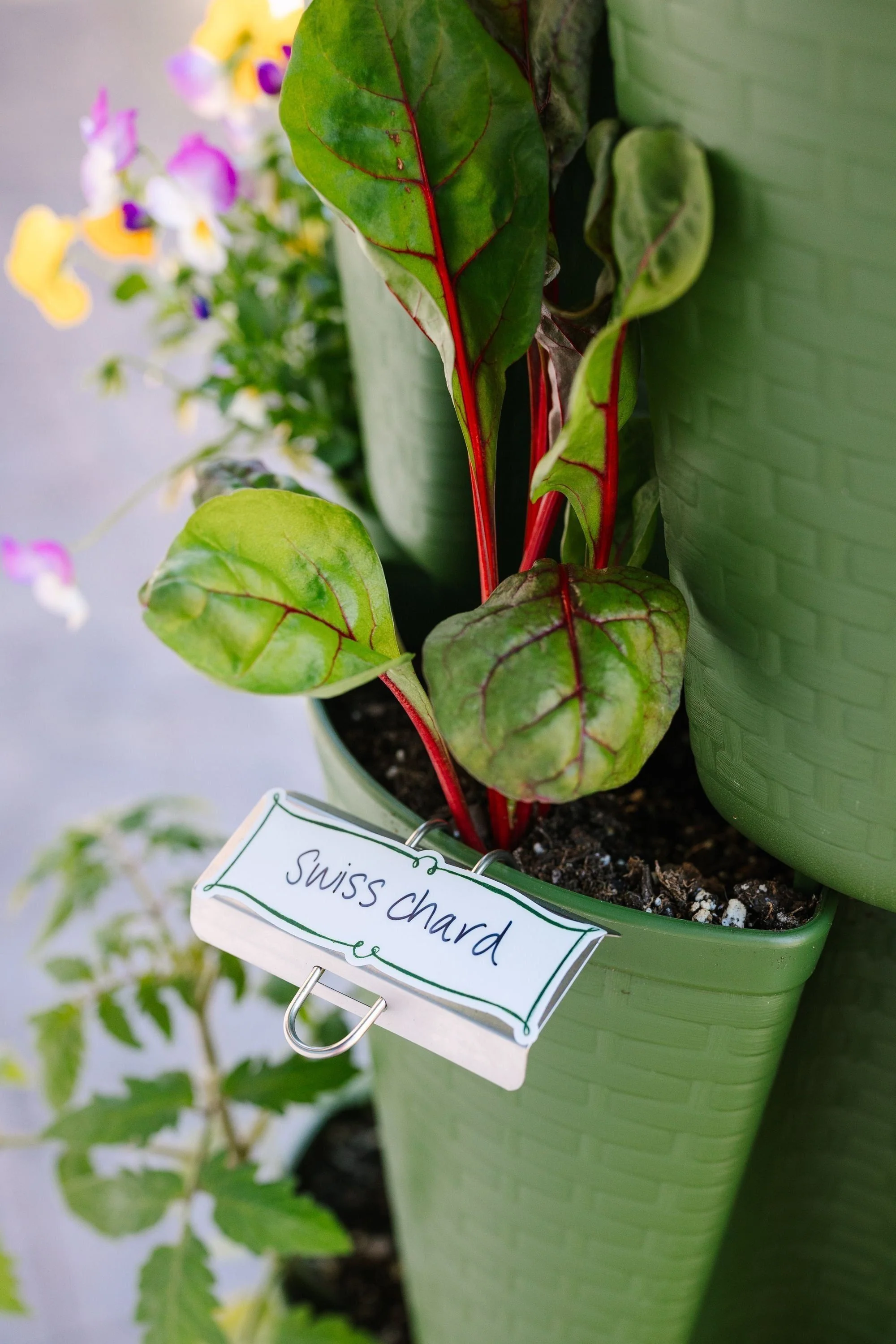 Blank Plant Marker Sticker - Pack of 6 - Image 3