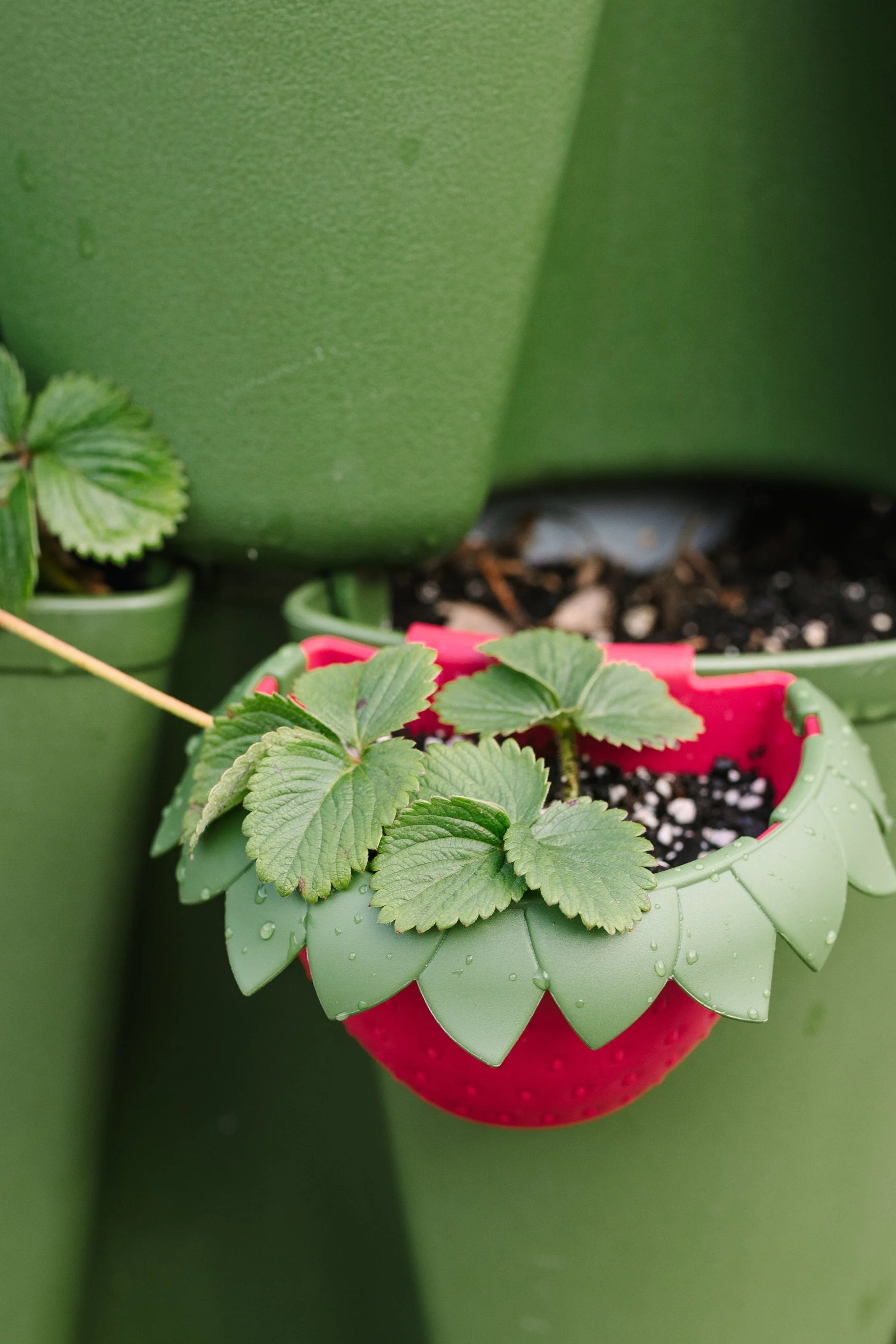 GreenStalk Berry Cup - Set of 6
