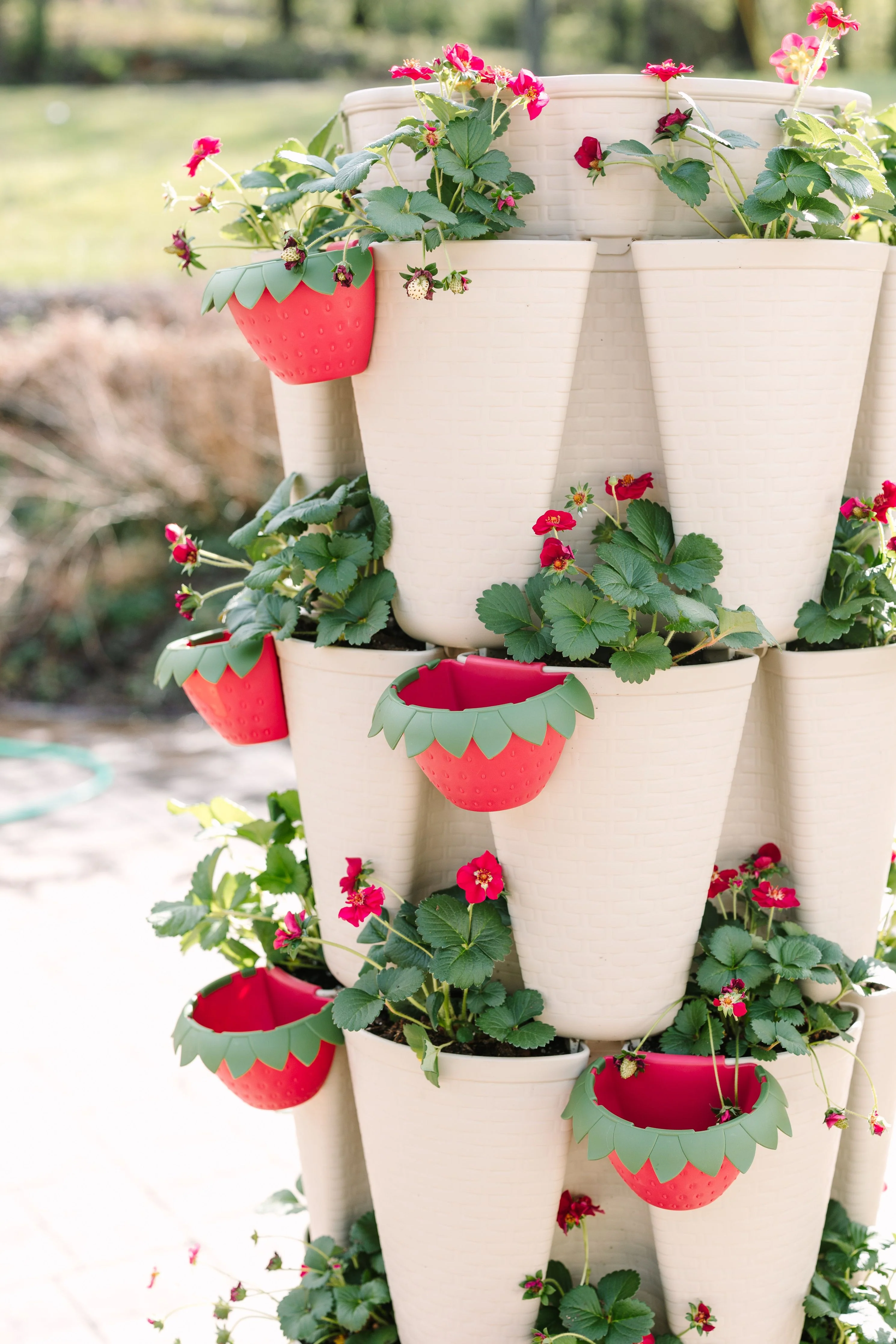 GreenStalk Berry Cup - Set of 6 - Image 3