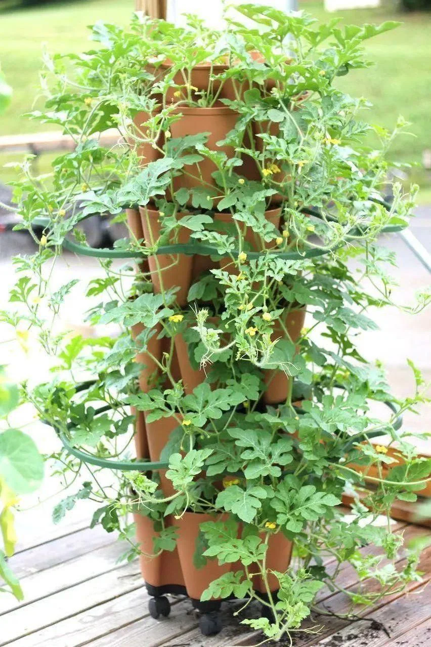 GreenStalk Plant Support (Set of 3) - Image 7
