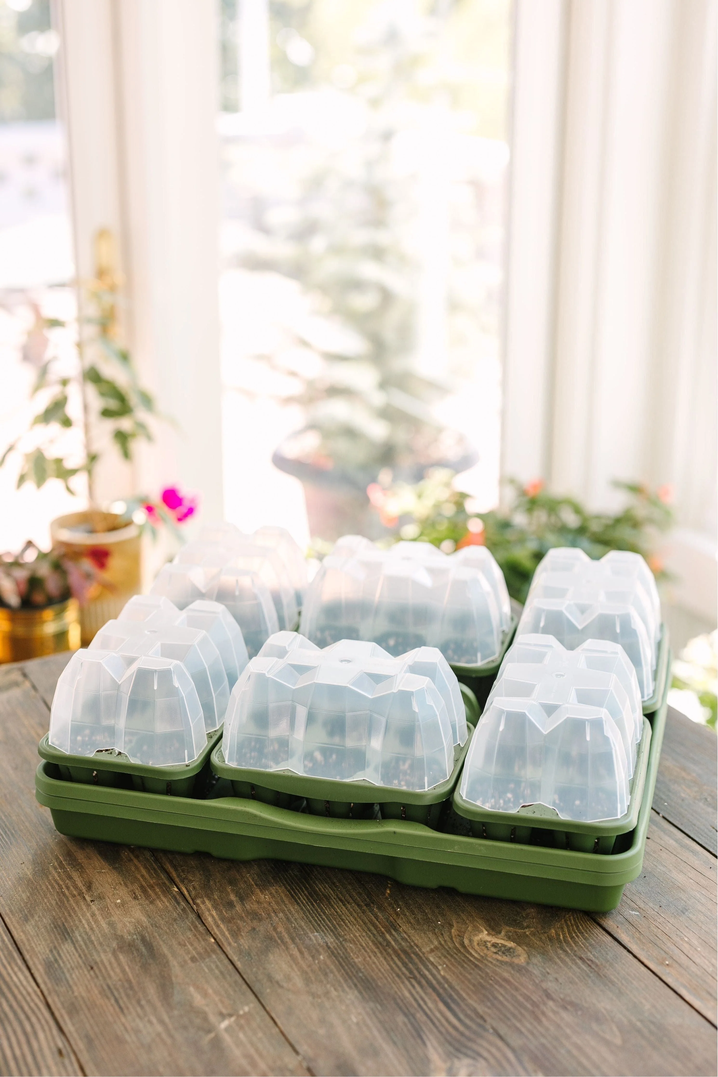 Seed Starter Dome - Set of 6 - Image 3