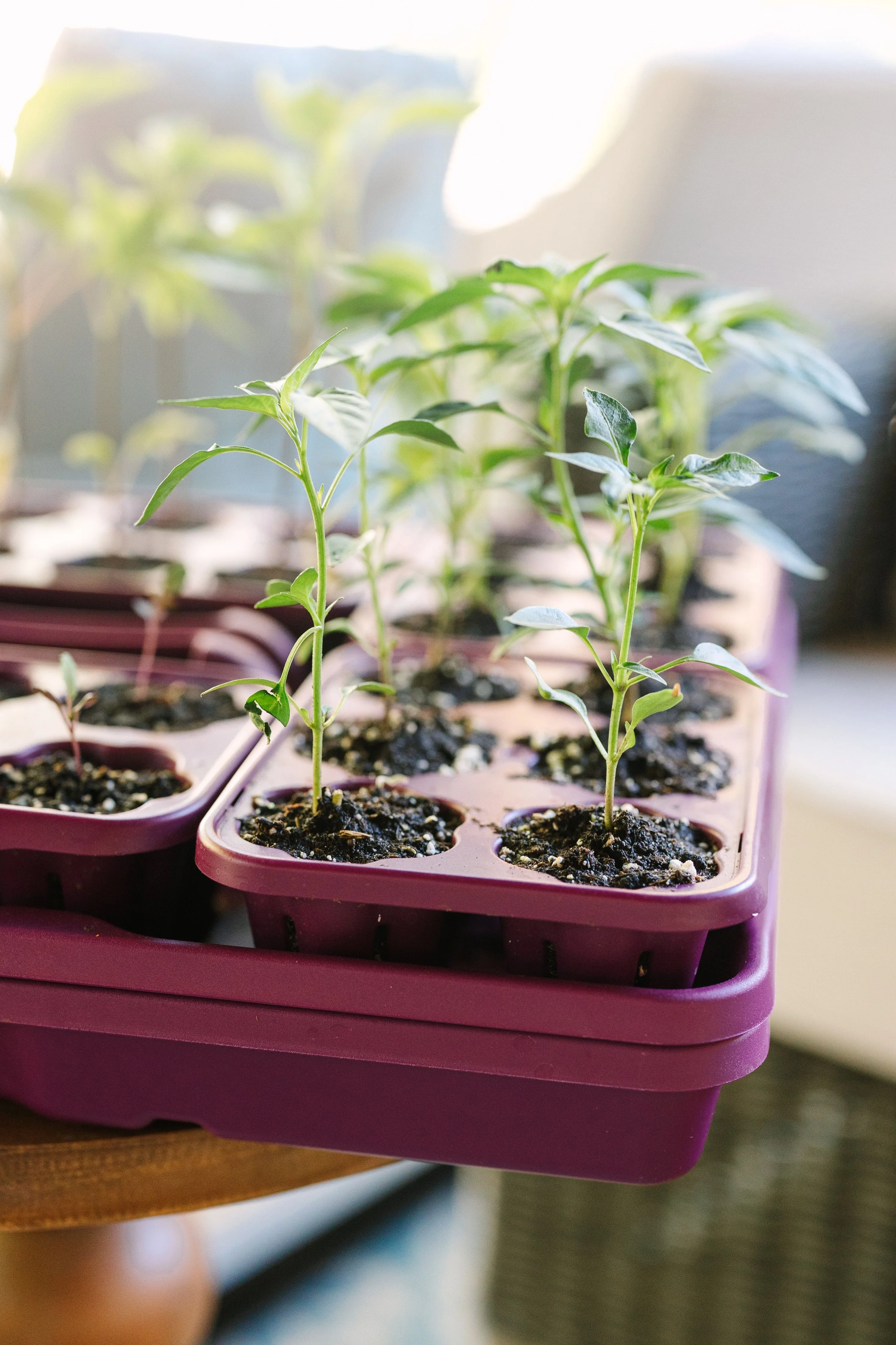 GreenStalk Seed Starter Kit with Domes | Razzleberry - Image 3