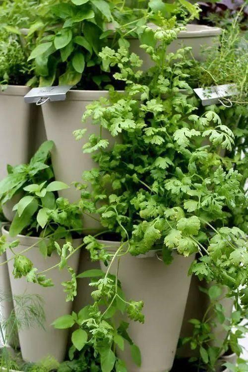 Pack of 25 Plant Markers for Staking in the GreenStalk - Image 6