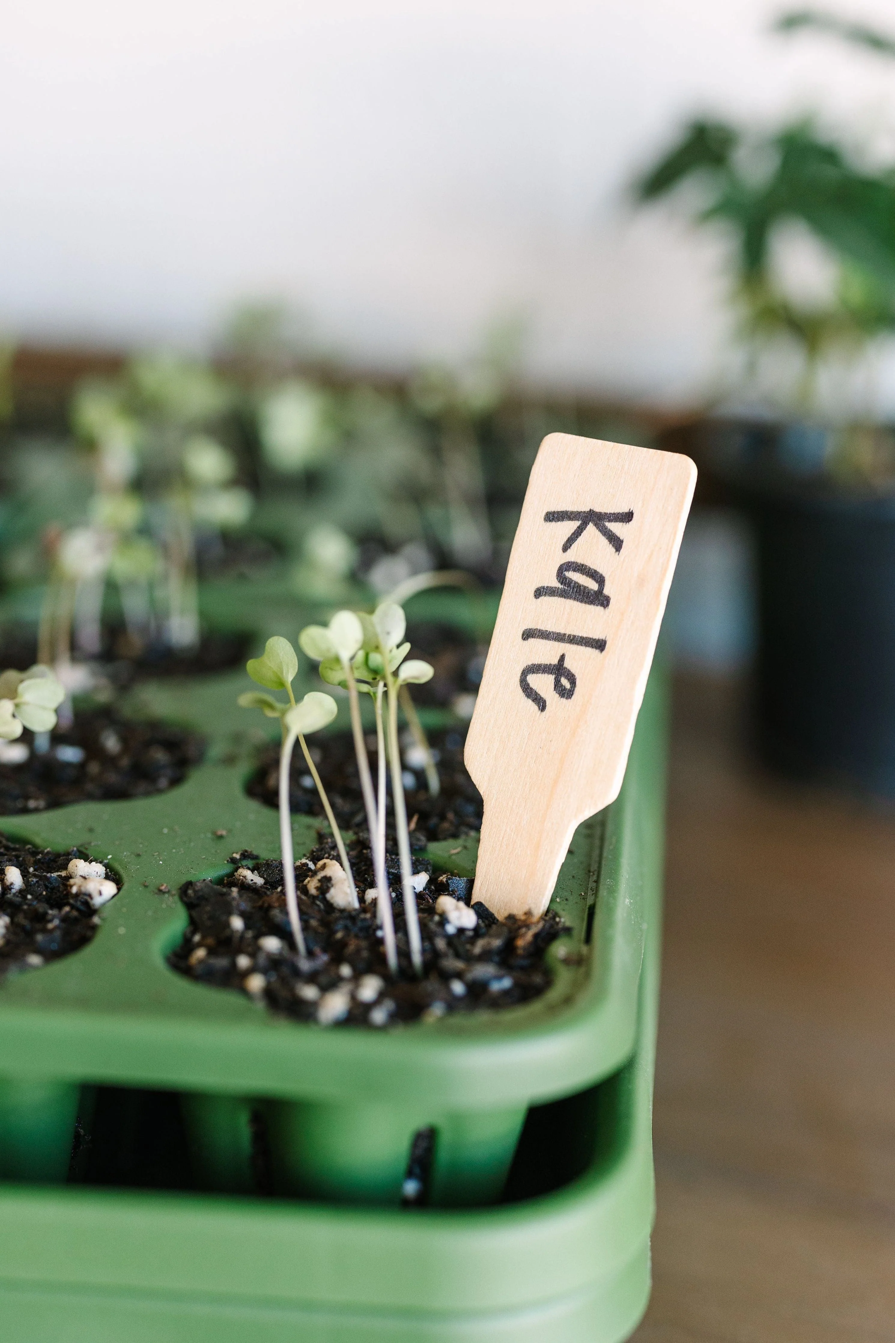 Wooden Plant Marker - Set of 100