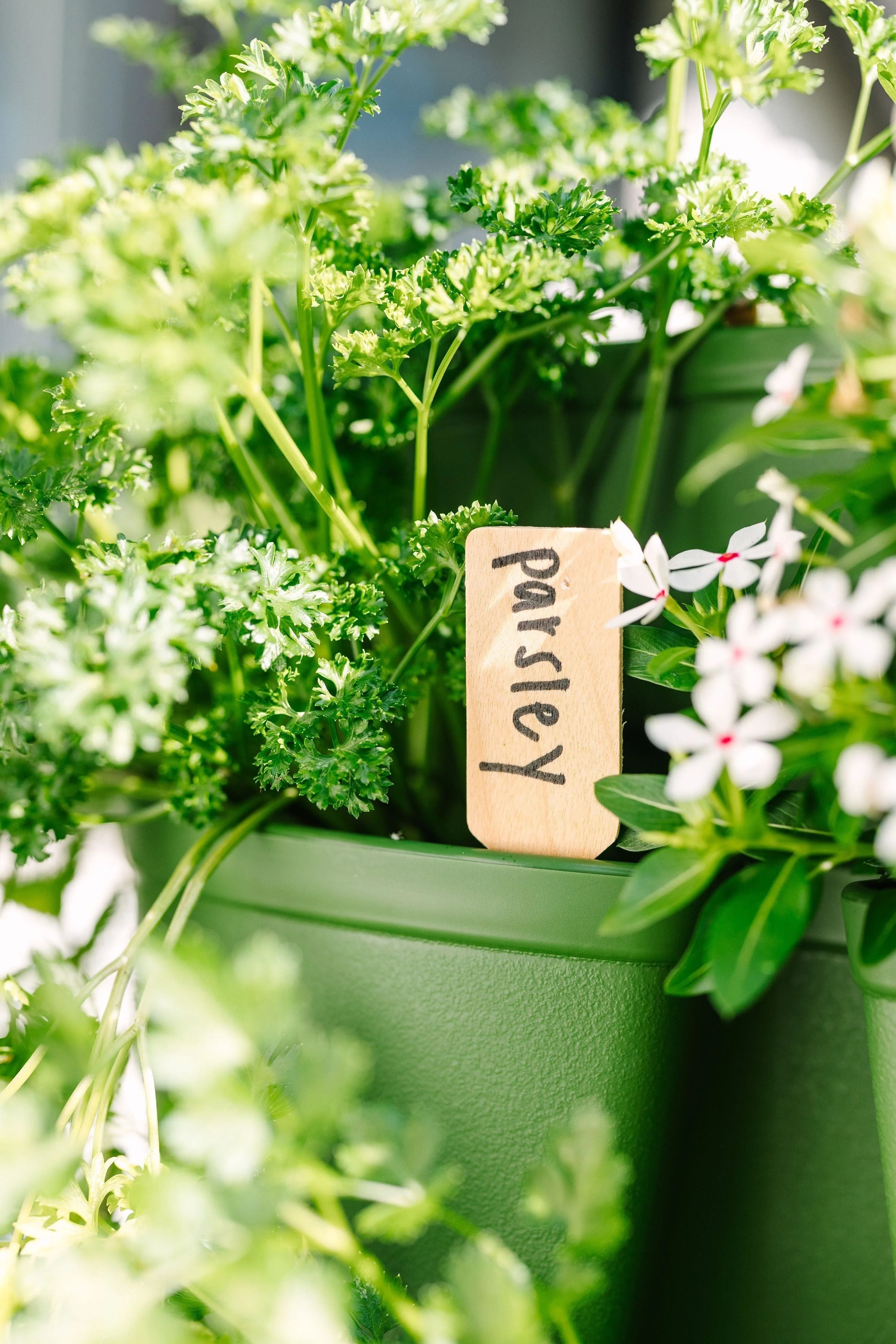 Wooden Plant Marker - Set of 100 - Image 3