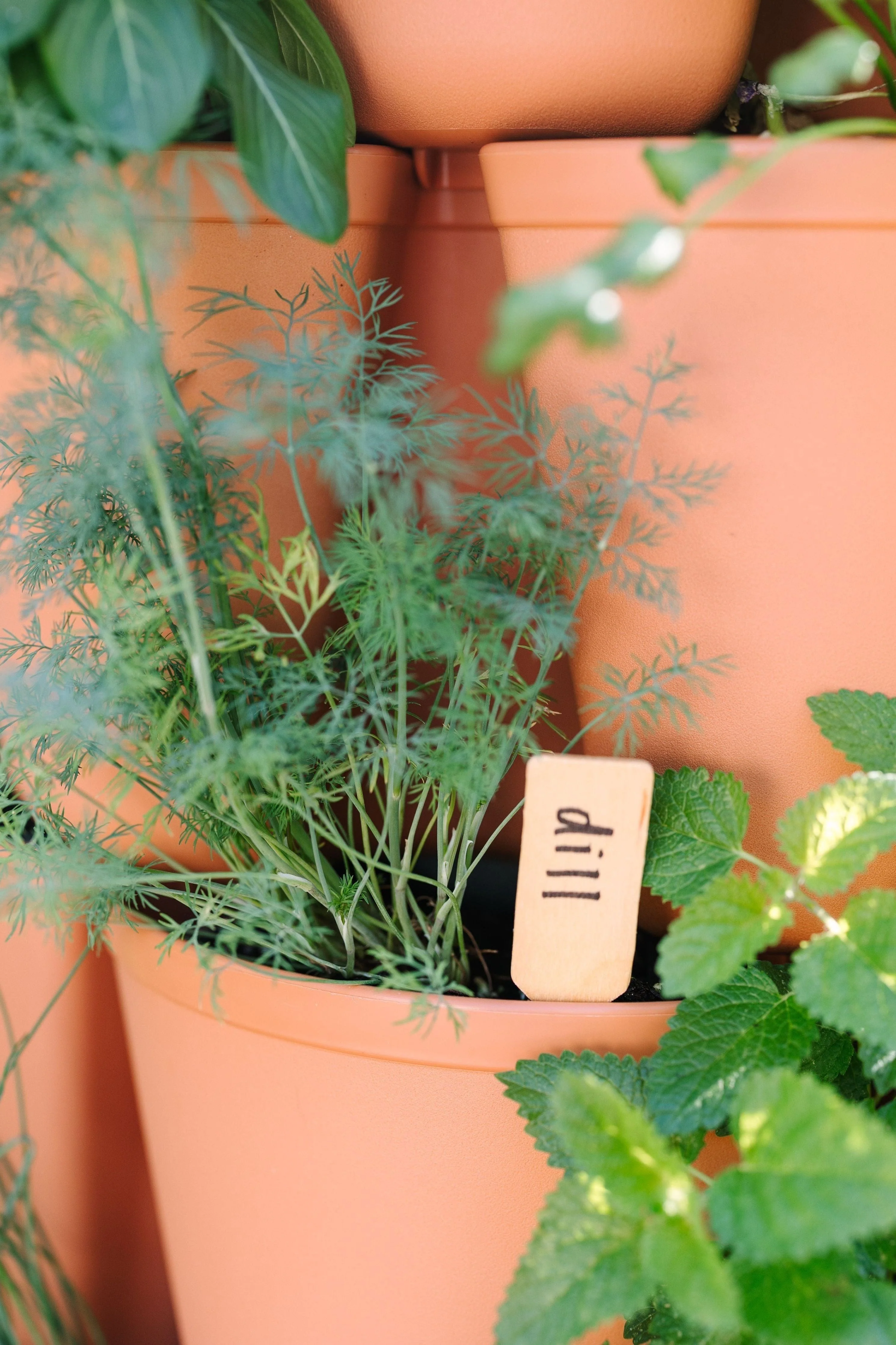 Wooden Plant Marker - Set of 100 - Image 5